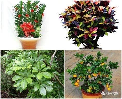 擋煞氣 植物|【什麼植物可以擋煞】擋煞招財！10大最強「植物風水。